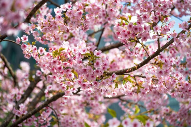 primavera