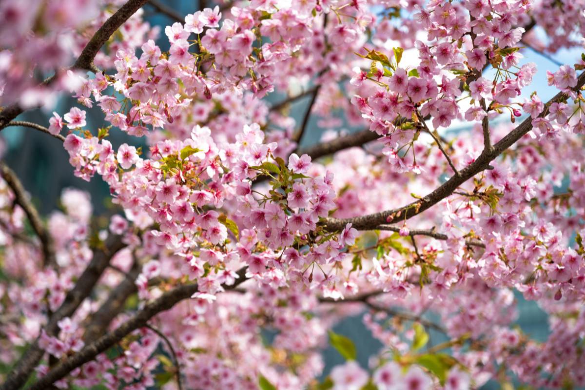 primavera